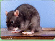 rat control Kidsgrove
