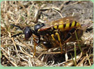 wasp control Kidsgrove