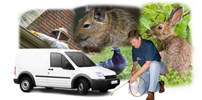 Kidsgrove local van